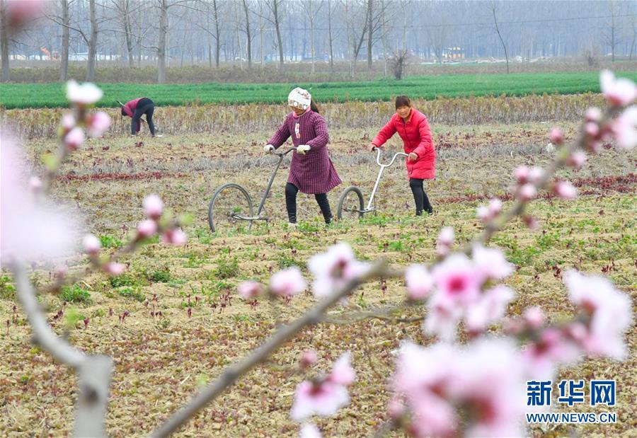 毫州白芍行情最新動(dòng)態(tài)更新